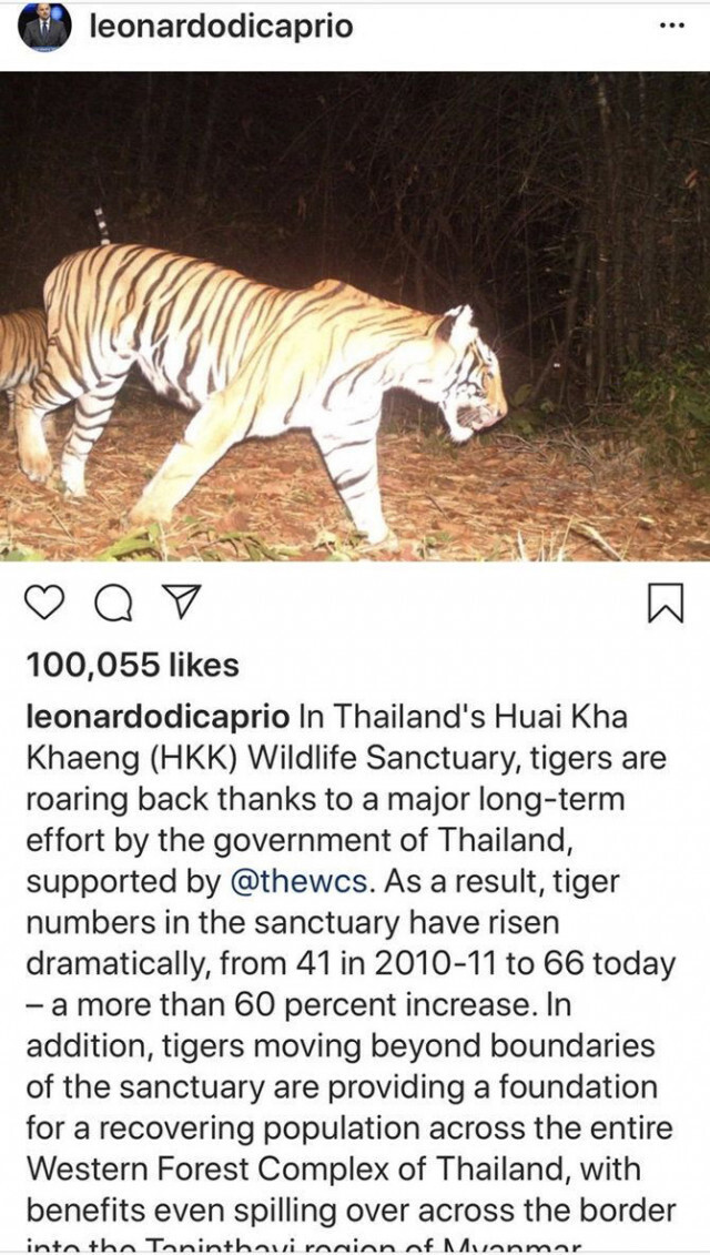 "ลีโอนาร์โด ดิคาปรีโอ"  ขอบคุณจนท.ห้วยขาแข้ง ที่พยายามจนประชากรเสือเพิ่มขึ้นถึง 60%