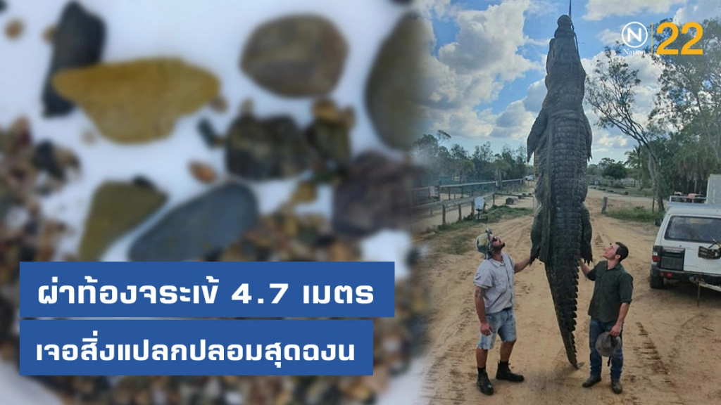 เจ้าของฟาร์มผงะ! ผ่าท้องจระเข้ 4.7 เมตรเจอสิ่งแปลกปลอมสุดฉงน