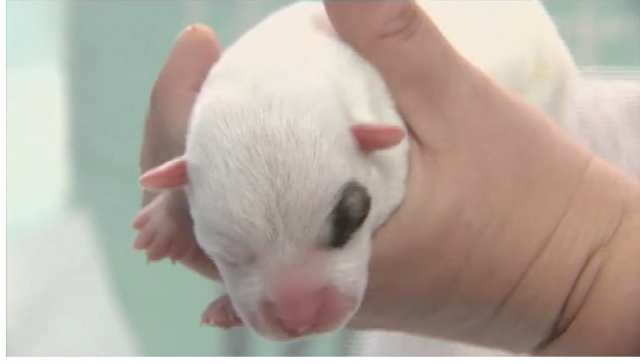 ทิ้งลูกหมาแรกเกิด 7 ตัวในถังขยะที่สหรัฐ