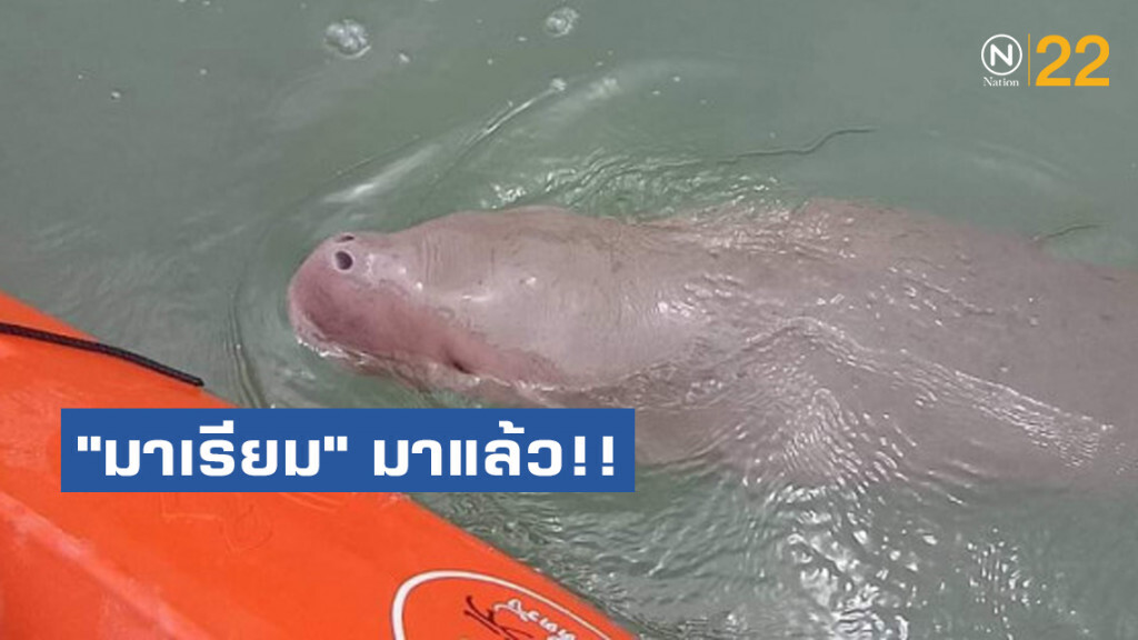"มาเรียม" มาแล้ว!!  มาพร้อมพี่ จนท. เกาะลิบง สุดยอดทีมเฝ้าระวังและดูแลพะยูน