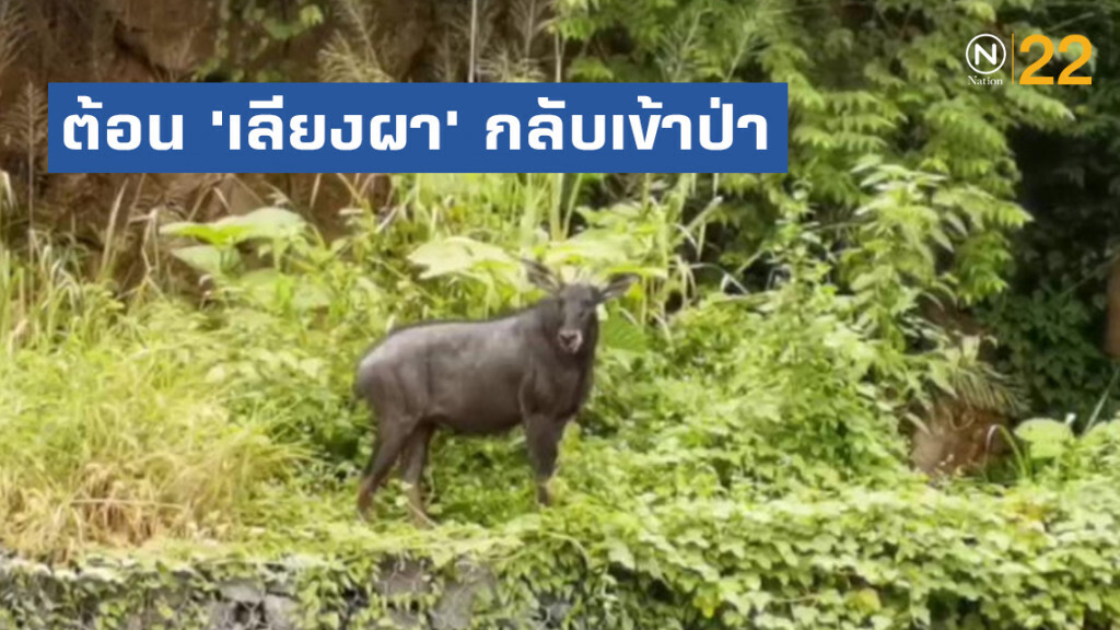 อช.ทับลาน​ ต้อน​ 'เลียงผา'​ กลับเข้าป่าหลังพบใกล้ อุโมงค์ทางเชื่อม​ 304