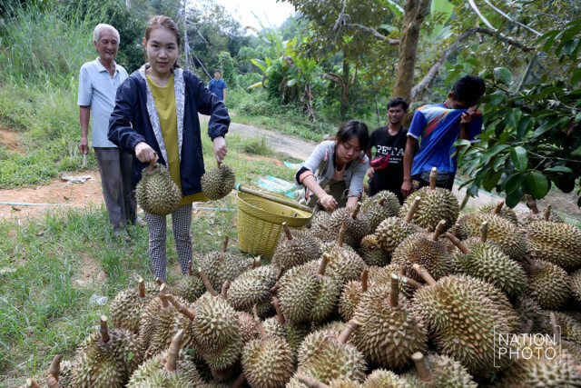 ทุเรียนเบตงฟีเวอร์ คนรุ่นใหม่หันมาจับธุรกิจออน์ไลน์กระตุ้นเศรษฐกิจบ้านเกิด