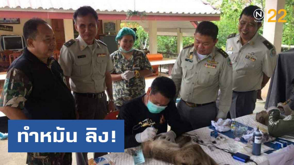 อุทยานฯ เร่งแก้ปัญหาลิงบางขุนเทียนโดยการทำหมัน อุทยานฯ เร่งแก้ปัญหาลิงบางขุนเทียนโดยการทำหมัน