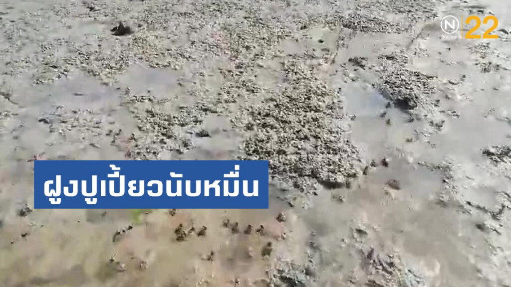 ฮือฮา!ฝูงปูเปี้ยวนับหมื่น รวมหากินชายหาดบ้านเกาะปู