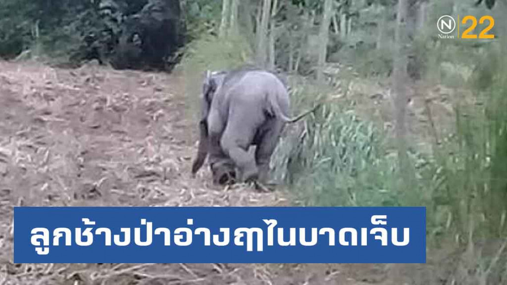 ลูกช้างป่าอ่างฤาไนบาดเจ็บ สัตวแพทย์เร่งช่วย ลูกช้างป่าอ่างฤาไนบาดเจ็บ สัตวแพทย์เร่งช่วย