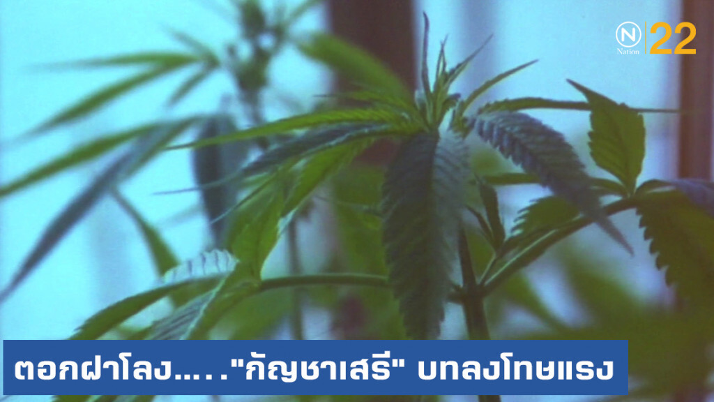 ตอกฝาโลง....."กัญชาเสรี" บทลงโทษแรง ย้ำปลูกบ้านละ 6 ต้น คนไทยป่วยทั้งประเทศ
