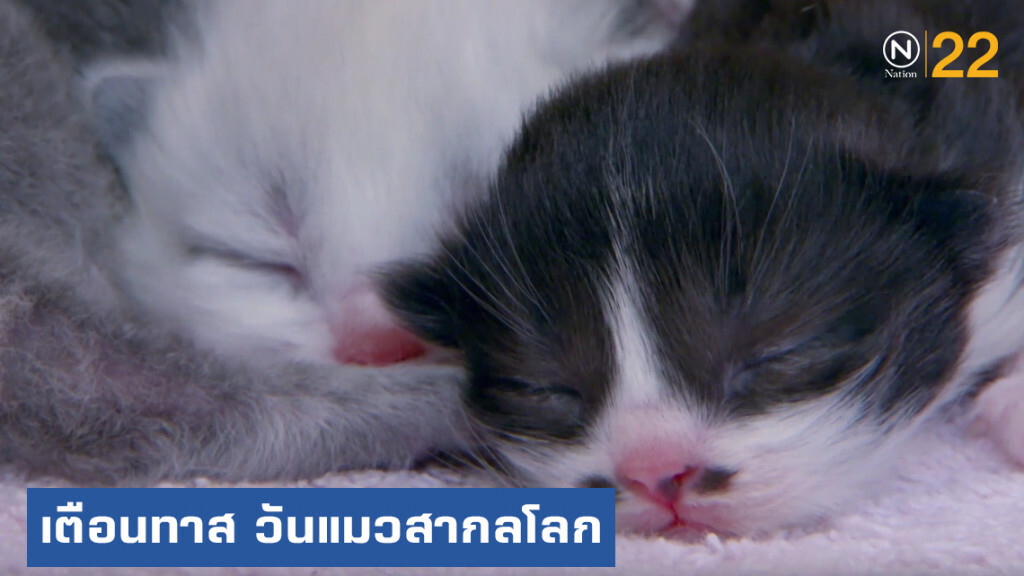 เตือนทาส....รู้ยัง วันนี้วันแมวสากลโลก เตือนทาส....รู้ยัง วันนี้วันแมวสากลโลก