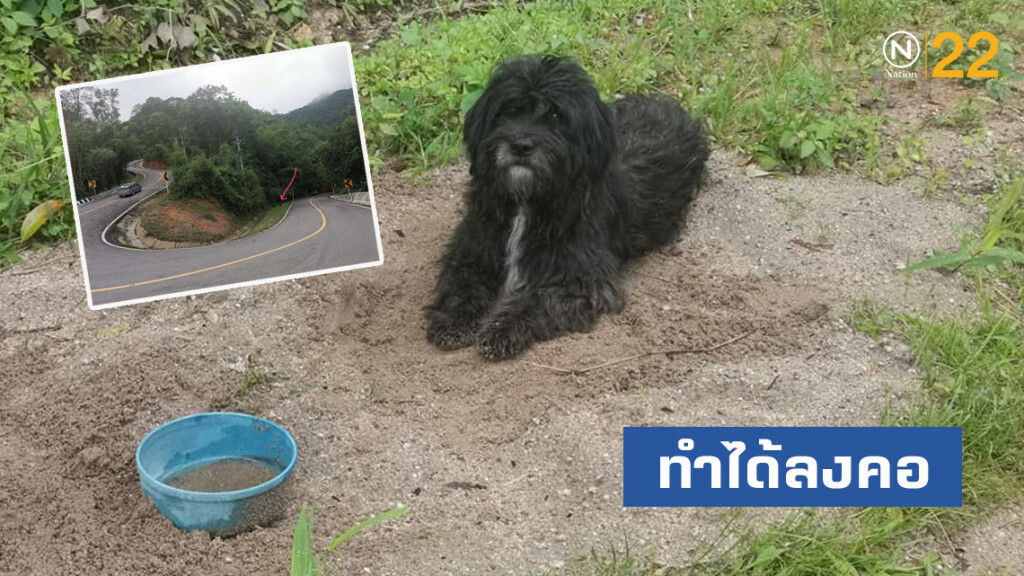 ทำได้ลงคอ!! หนุ่มเจอสุนัข ถูกเจ้าของทิ้งไว้กลางป่าทึบ ทางลงดอย​อ่างขาง