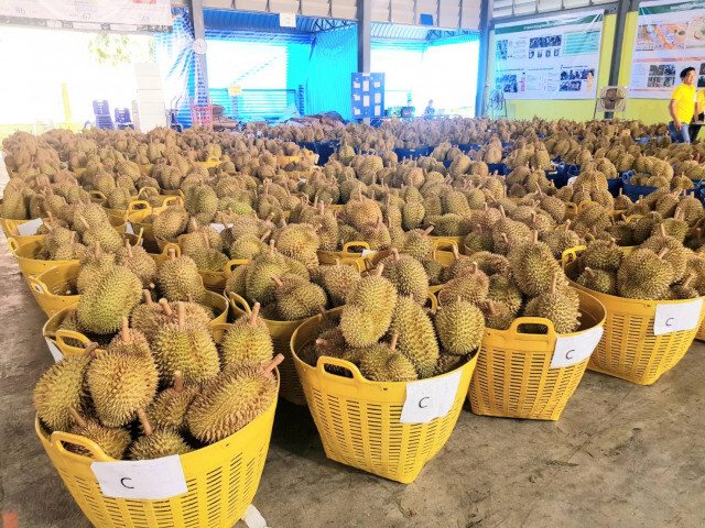 เกษตรฯ ดัน'ยะลา'เมืองทุเรียนภาคใต้
