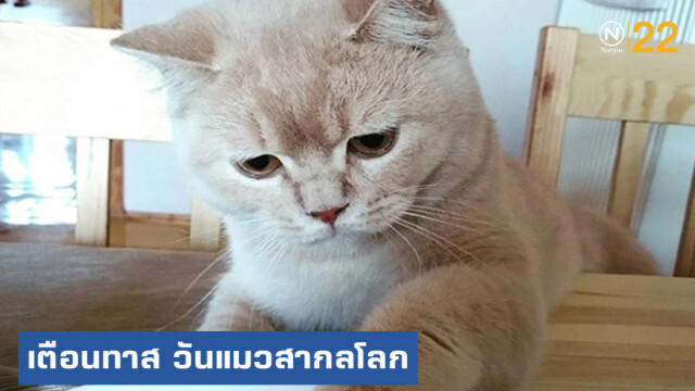 เตือนทาส....รู้ยัง วันนี้วันแมวสากลโลก
