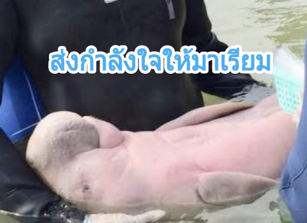 มาเรียมป่วย!​ ล่าสุดอาการเริ่มดีขึ้น จนท.เฝ้าระวัง 24 ชม.