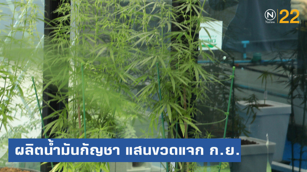 เตรียมผลิตน้ำมันกัญชา สูตร อ.เดชา 1 แสนขวดคาดเริ่มแจก ก.ย.นี้