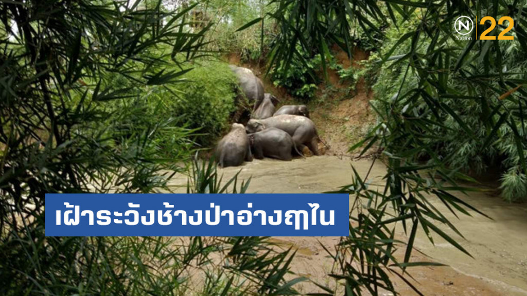เฝ้าระวังช้างป่าอ่างฤาไน บุกรุกพื้นที่ชาวบ้าน