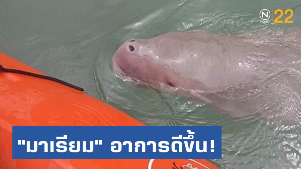 "มาเรียม" ดีขึ้น! ว่ายน้ำกับแม่ส้ม​ จนท.ประกบป้องกันพะยูนตัวอื่นเข้าหา!