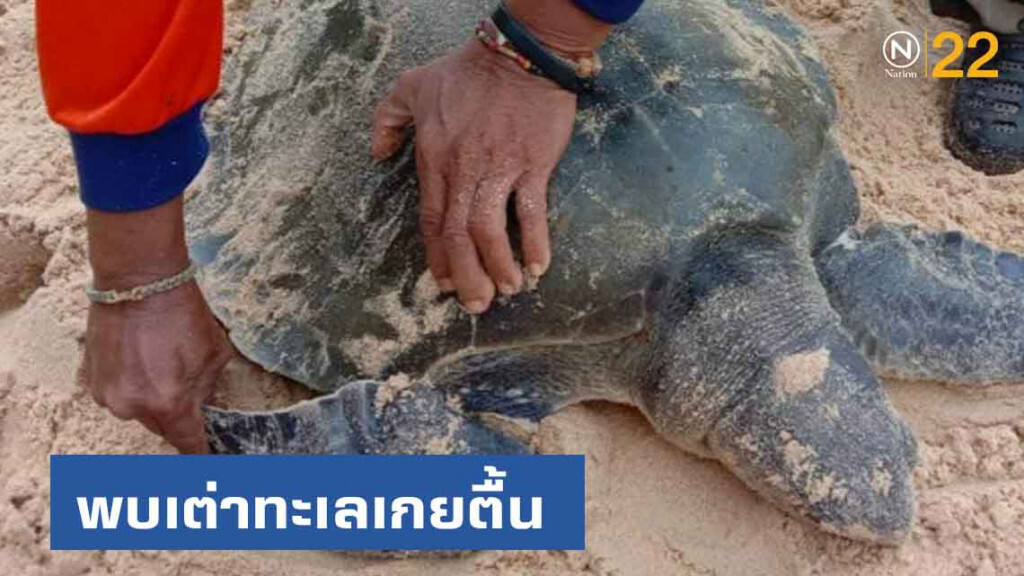 พบเต่าทะเลเกยตื้น บริเวณริมหาดอุทยานแห่งชาติเขาลำปี-หาดท้ายเหมือง จ.พังงา