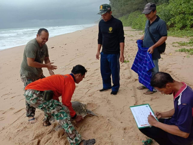 พบเต่าทะเลเกยตื้น บริเวณริมหาดอุทยานแห่งชาติเขาลำปี-หาดท้ายเหมือง จ.พังงา