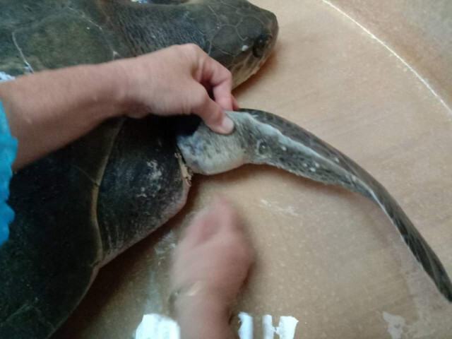 พบเต่าทะเลเกยตื้น บริเวณริมหาดอุทยานแห่งชาติเขาลำปี-หาดท้ายเหมือง จ.พังงา