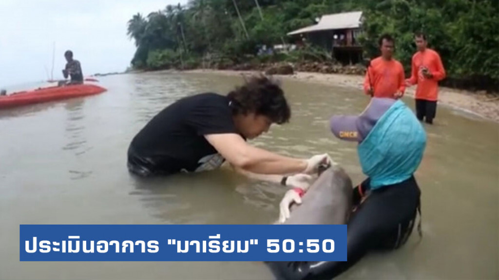 ผอ.วิจัยโรคสัตว์น้ำฯ ประเมินอาการ "มาเรียม" น่าเป็นห่วง 50:50
