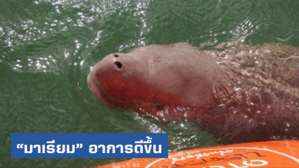 สัญญาณดี!! อาการป่วย "มาเรียม"ดีขึ้น สัญญาณดี!! อาการป่วย "มาเรียม"ดีขึ้น