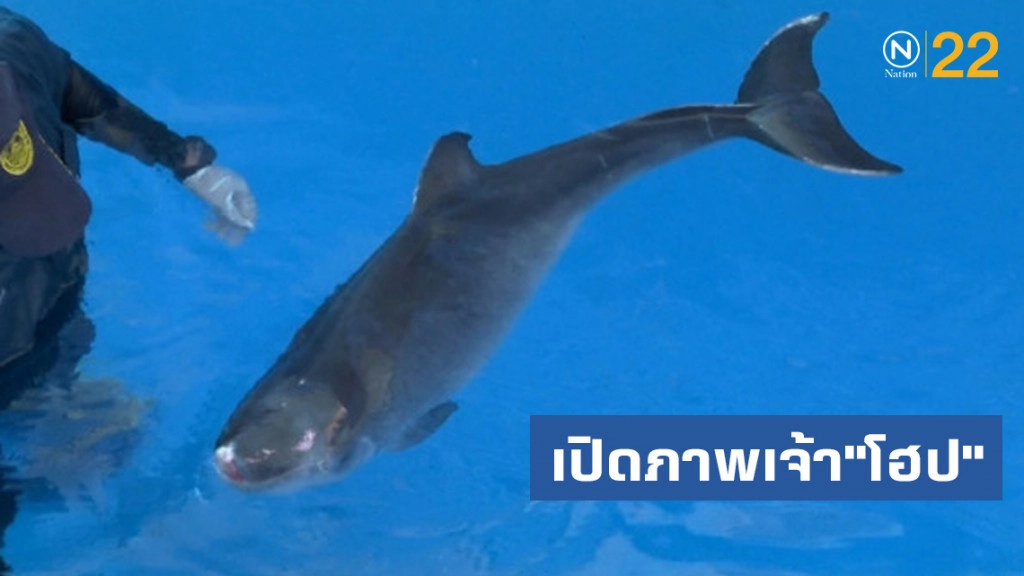 เปิดภาพเจ้า"โฮป"ลูกวาฬหัวทุยแคระก่อนสิ้นใจ