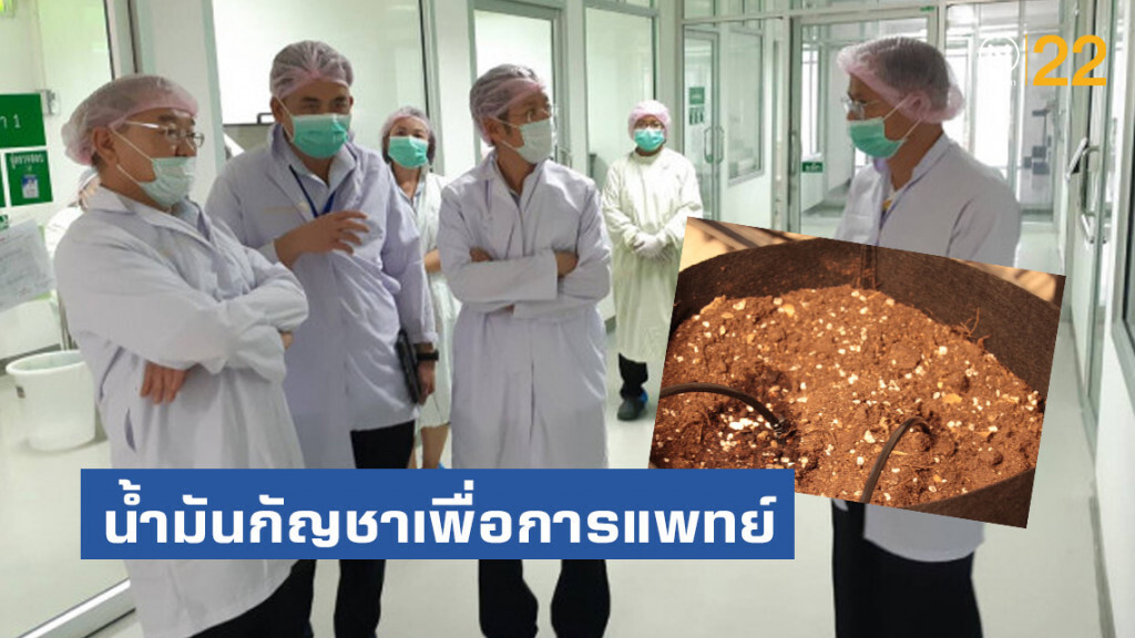 'บุรีรัมย์โมเดล'​ ลุยน้ำมันกัญชาเพื่อการแพทย์​ ต่อยอดวิสาหกิจชุมชน