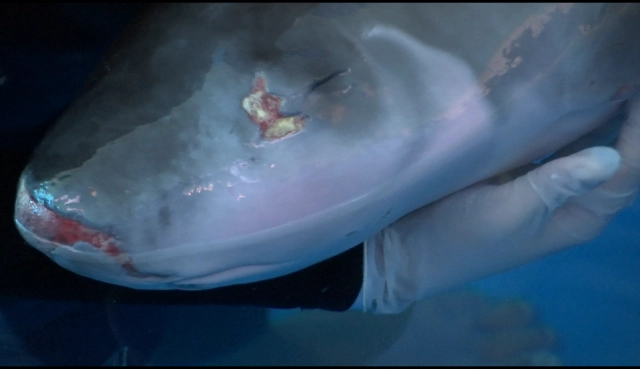 เปิดภาพเจ้า"โฮป"ลูกวาฬหัวทุยแคระก่อนสิ้นใจ