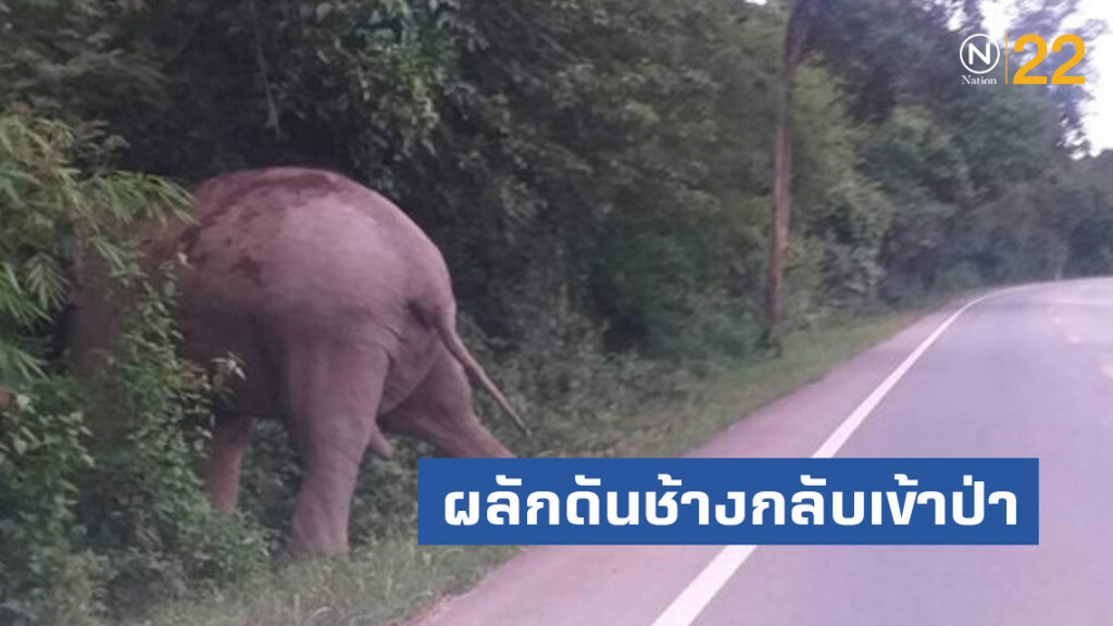 ผลักดันช้างแก่งกระจานกลับเข้าป่า เพื่อความปลอดภัยของช้าง-คน