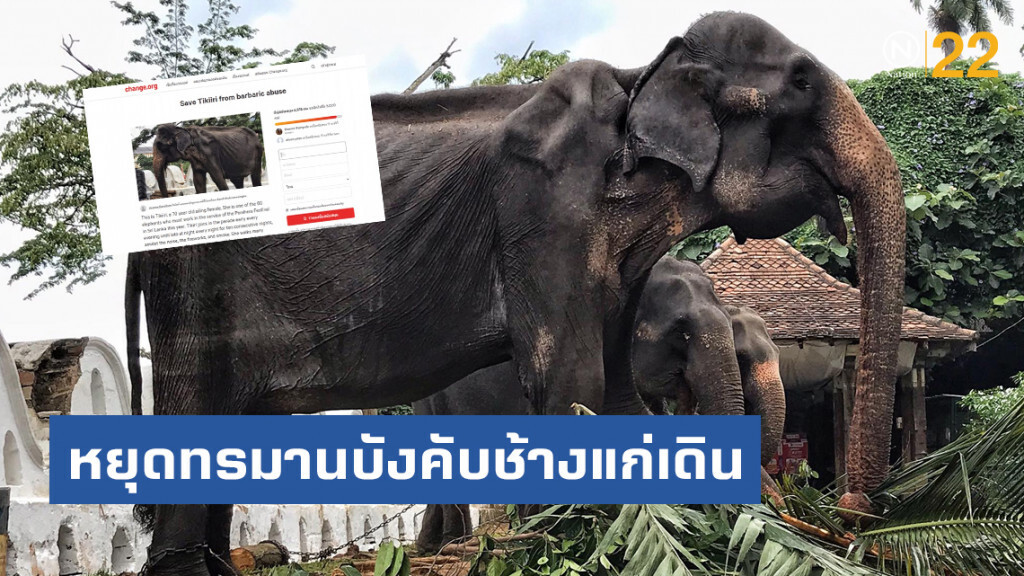 โลกโซเชียล สุดทน!! ล่าชื่อ หยุดทรมานบังคับช้างแก่เดิน โลกโซเชียล สุดทน!! ล่าชื่อ หยุดทรมานบังคับช้างแก่เดิน