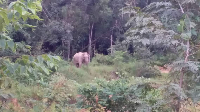 ผลักดันช้างแก่งกระจานกลับเข้าป่า เพื่อความปลอดภัยของช้าง-คน