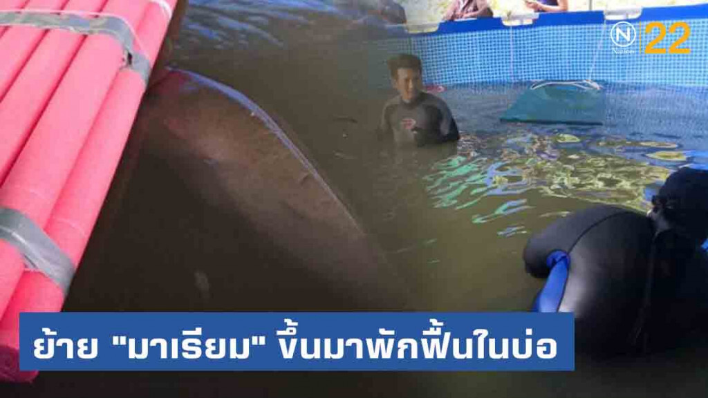 จนท. ย้าย "มาเรียม" ขึ้นมาพักฟื้นในบ่อชั่วคราว