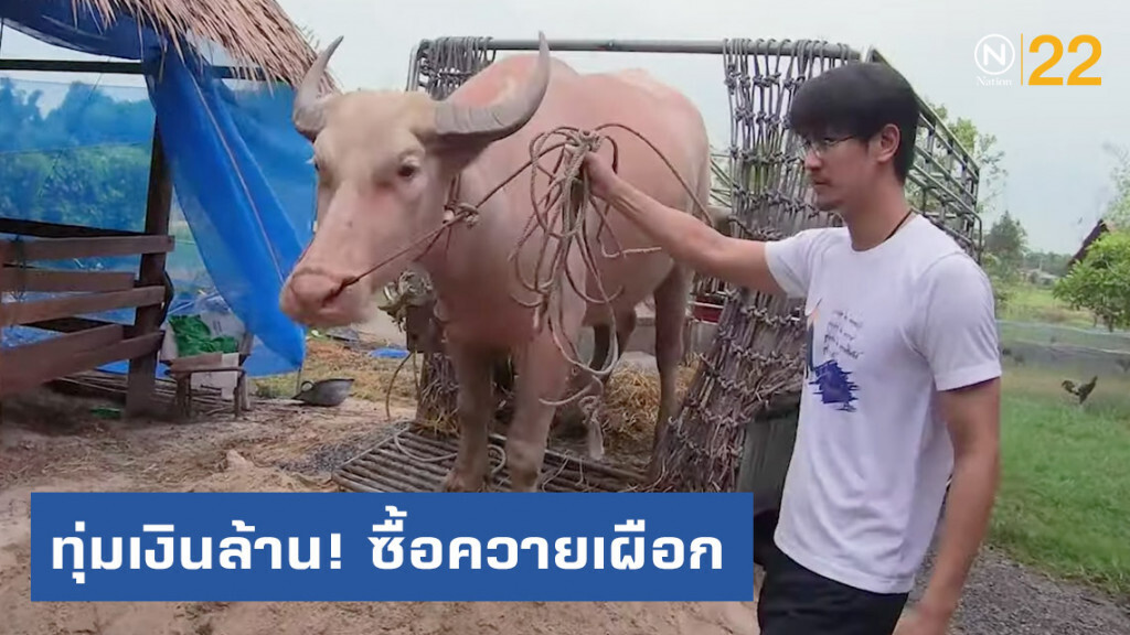 "น้ำ รพีภัทร" ยอมทุ่มเงินกว่าล้านบาทซื้อควายเผือก