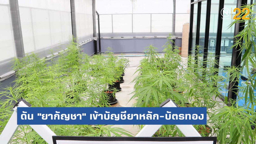 ดัน "ยากัญชา' เข้าบัญชียาหลัก-บัตรทอง