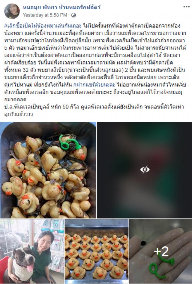 แนะเลิกซื้อเป็ดให้น้องหมาเล่น หลังผ่าท้อง "พี่เดเวล" เจอตุ๊กตาเป็ด 32 ตัว