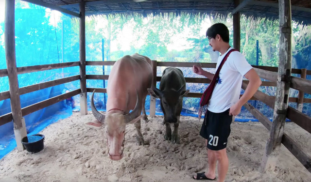 "น้ำ รพีภัทร" ยอมทุ่มเงินกว่าล้านบาทซื้อควายเผือก