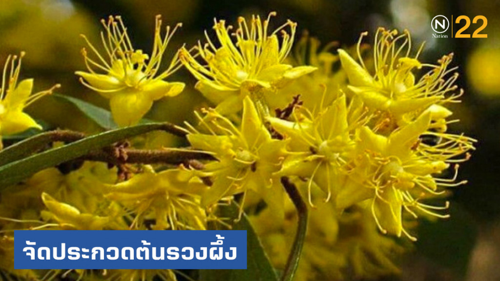กรมป่าไม้ จัดประกวดต้นรวงผึ้ง "ต้นไม้ประจำรัชกาลที่ 10" หวังปชช.มีส่วนร่วมในการอนุรักษ์