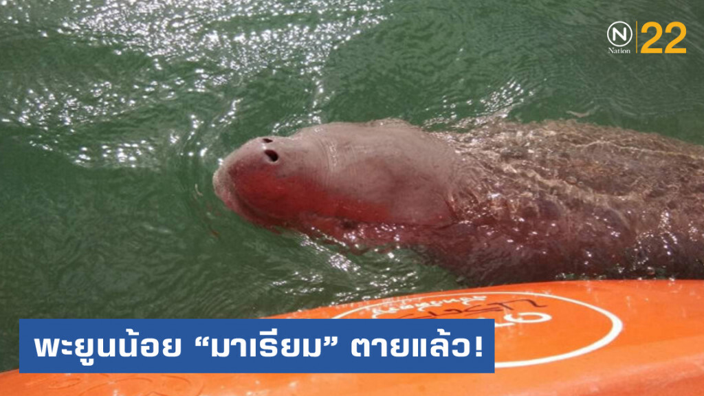 ชาวเน็ตแห่อาลัย​ "มาเรียม" พะยูนน้อย ตายแล้ว จากปอดอักเสบติดเชื้อ