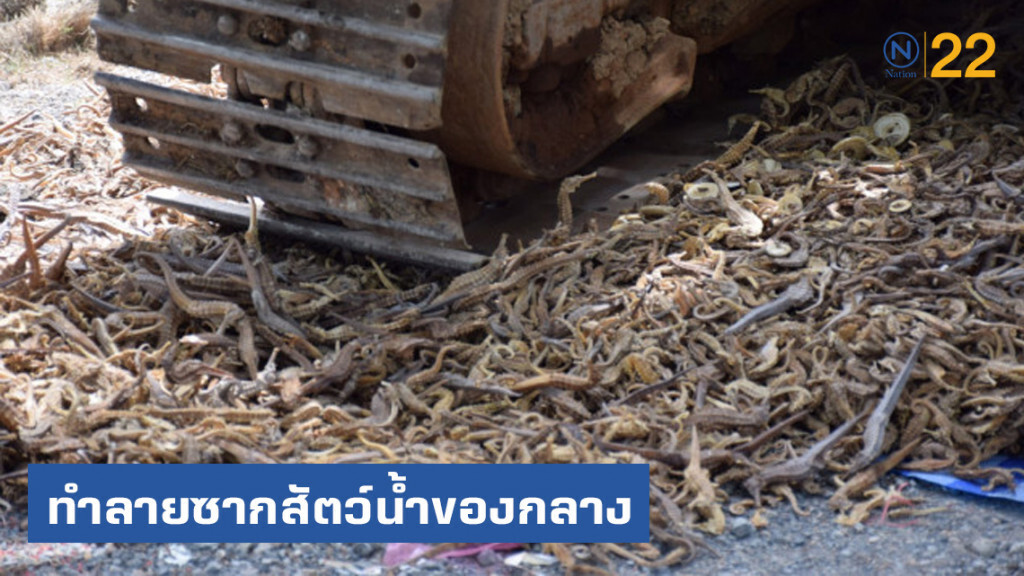 กรมประมงทำลายซากสัตว์น้ำของกลาง​ มูลค่ากว่า 5.5 ล้านบาท หลังศาลตัดสินคดีถึงที่สุด