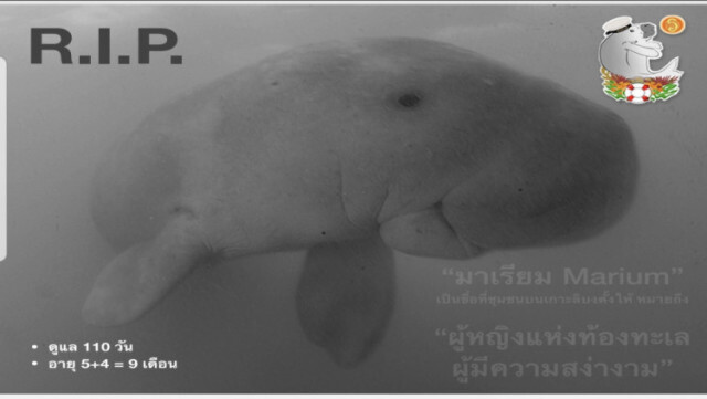 ทส. แถลงข่าวสรุป ปม "มาเรียม"  เสียชีวิต