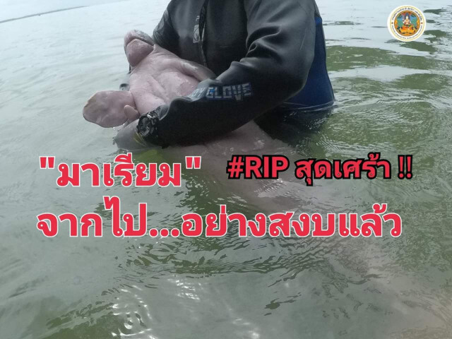 ตัวที่ 10 แล้ว! พบซากพะยูน เกยตื้นอีกปากคลองตาเปะ จ.ตรัง