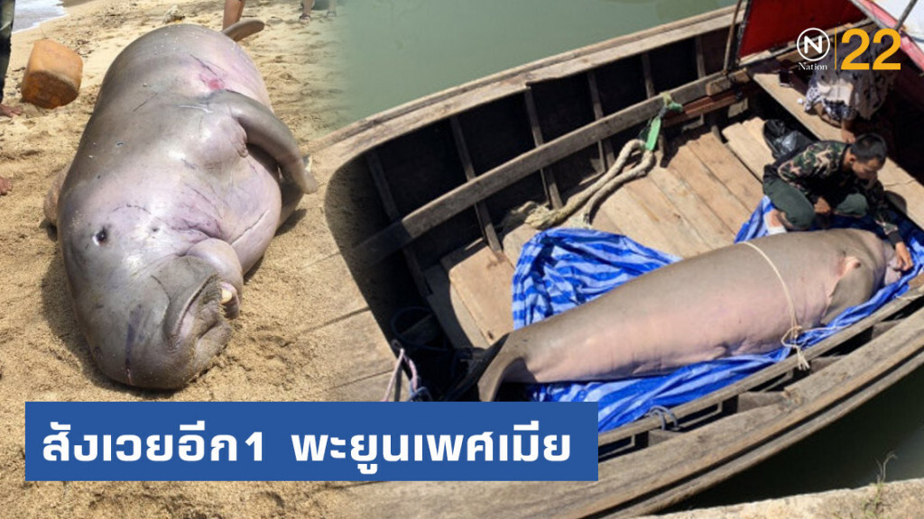 เศร้า สังเวยอีก1 พะยูนเพศผู้ ตายชายหาดกระบี่ เศร้า สังเวยอีก1 พะยูนเพศผู้ ตายชายหาดกระบี่