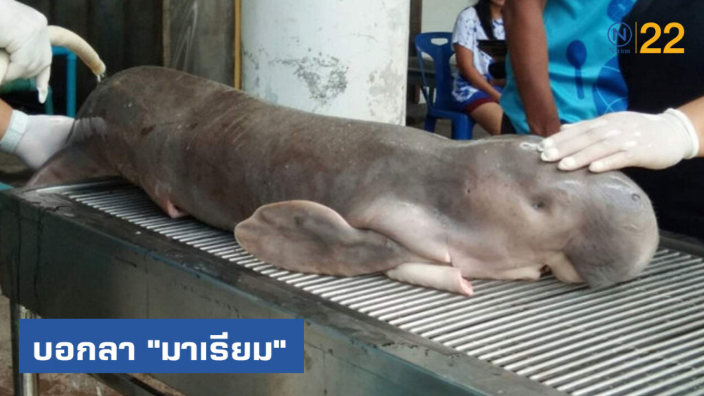 บอกลา "มาเรียม" ทีมดูแลอาบน้ำเช็ดตัวให้เป็นครั้งสุดท้าย บอกลา "มาเรียม" ทีมดูแลอาบน้ำเช็ดตัวให้เป็นครั้งสุดท้าย