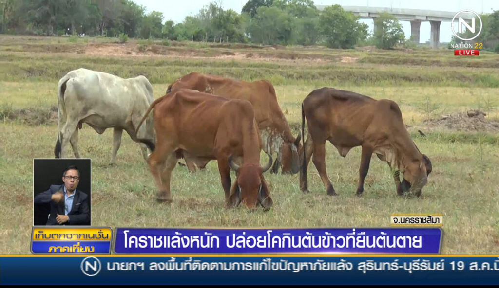 โคราชแล้งหนัก ปล่อยโคกินต้นข้าวที่ยืนต้นตาย