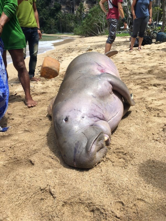เศร้า สังเวยอีก1 พะยูนเพศผู้ ตายชายหาดกระบี่