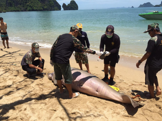 เศร้า สังเวยอีก1 พะยูนเพศผู้ ตายชายหาดกระบี่