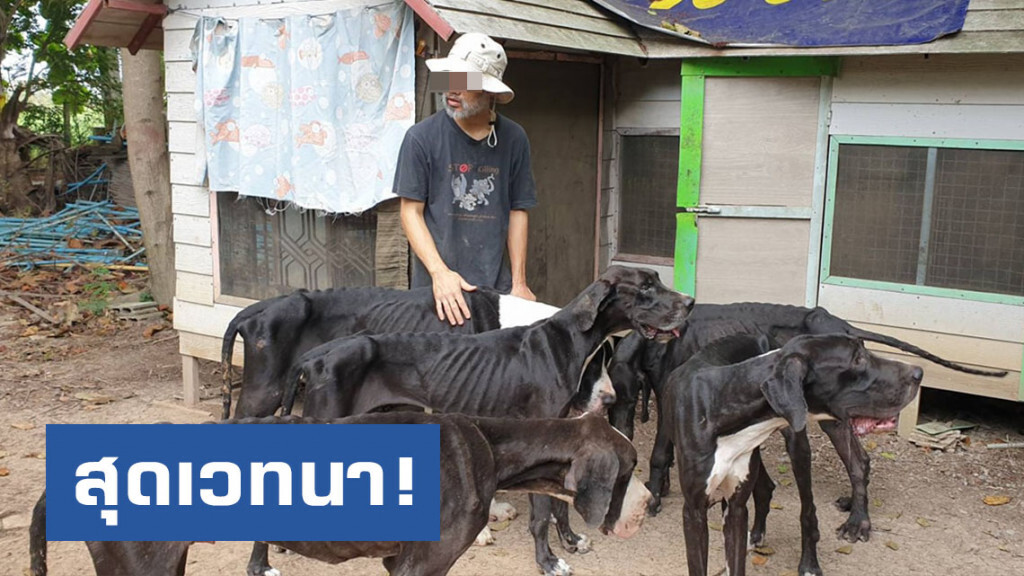 โซเชียลแชร์เรื่องราวสุดเวทนา! เจ้าของปล่อยทิ้ง "เกรทเดน" ผอมโซ หลังเพาะพันธุ์ขายไม่ออก