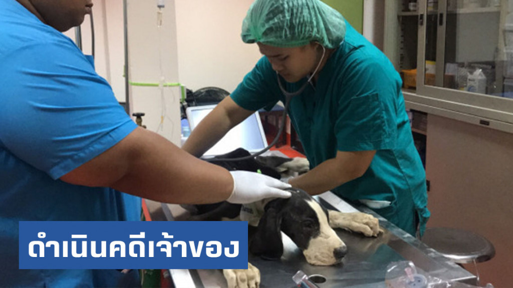ปศุสัตว์ช่วยชีวิต 13 สุนัขพันธุ์เกรทเดนขาดสารอาหาร พร้อมดำเนินคดีเจ้าของข้อหาทารุณกรรมสัตว์