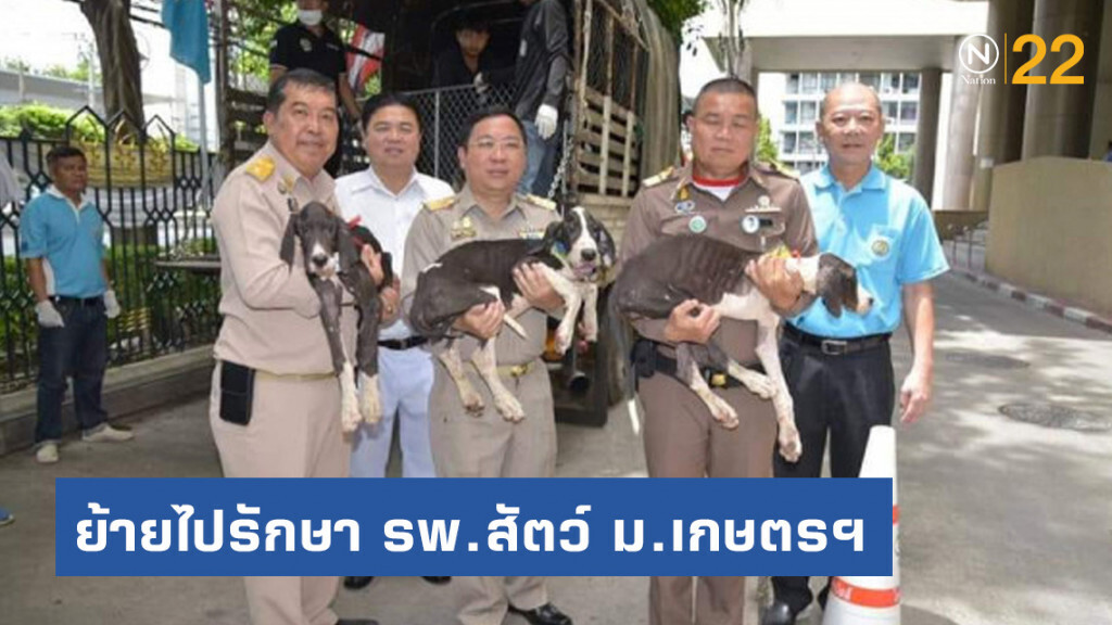 กรมปศุสัตว์ย้ายสุนัขเกรดเดน 13 ตัวไปรับการรักษาที่ รพ.สัตว์คณะสัตวแพทย์ ม.เกษตรฯ
