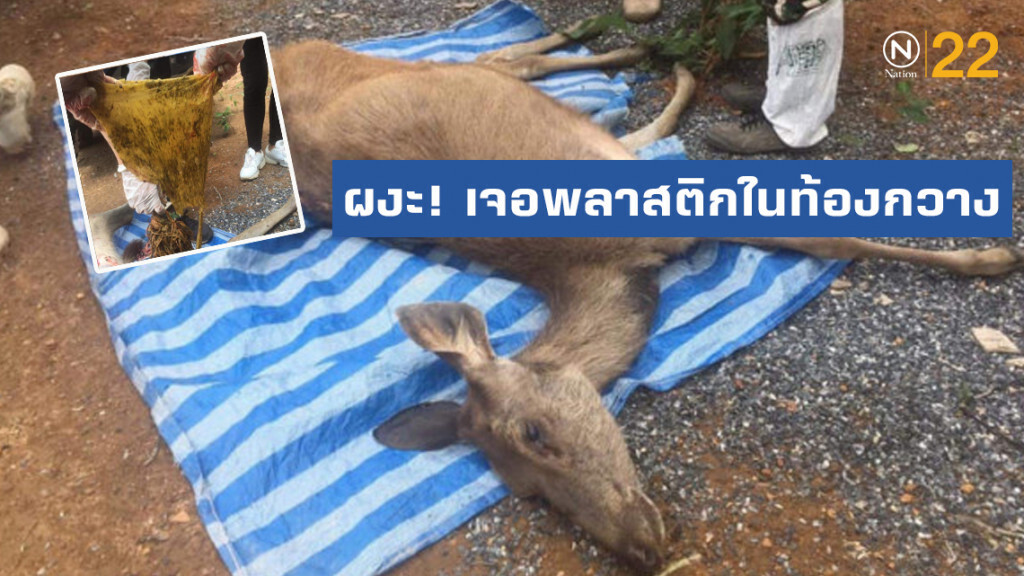 สัตวแพทย์​ผงะ! ผ่าท้องกวางเขาใหญ่พบขยะพลาสติกกว่า​ 3​ กิโลกรัม