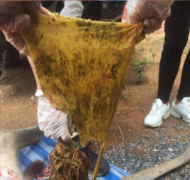 สัตวแพทย์​ผงะ! ผ่าท้องกวางเขาใหญ่พบขยะพลาสติกกว่า​ 3​ กิโลกรัม