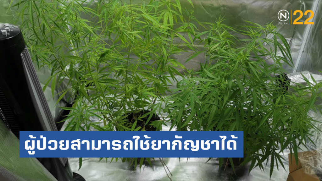 อย. แจง ผู้ป่วยสามารถใช้ยากัญชาได้หลังแจ้งครอบครองไว้แล้ว